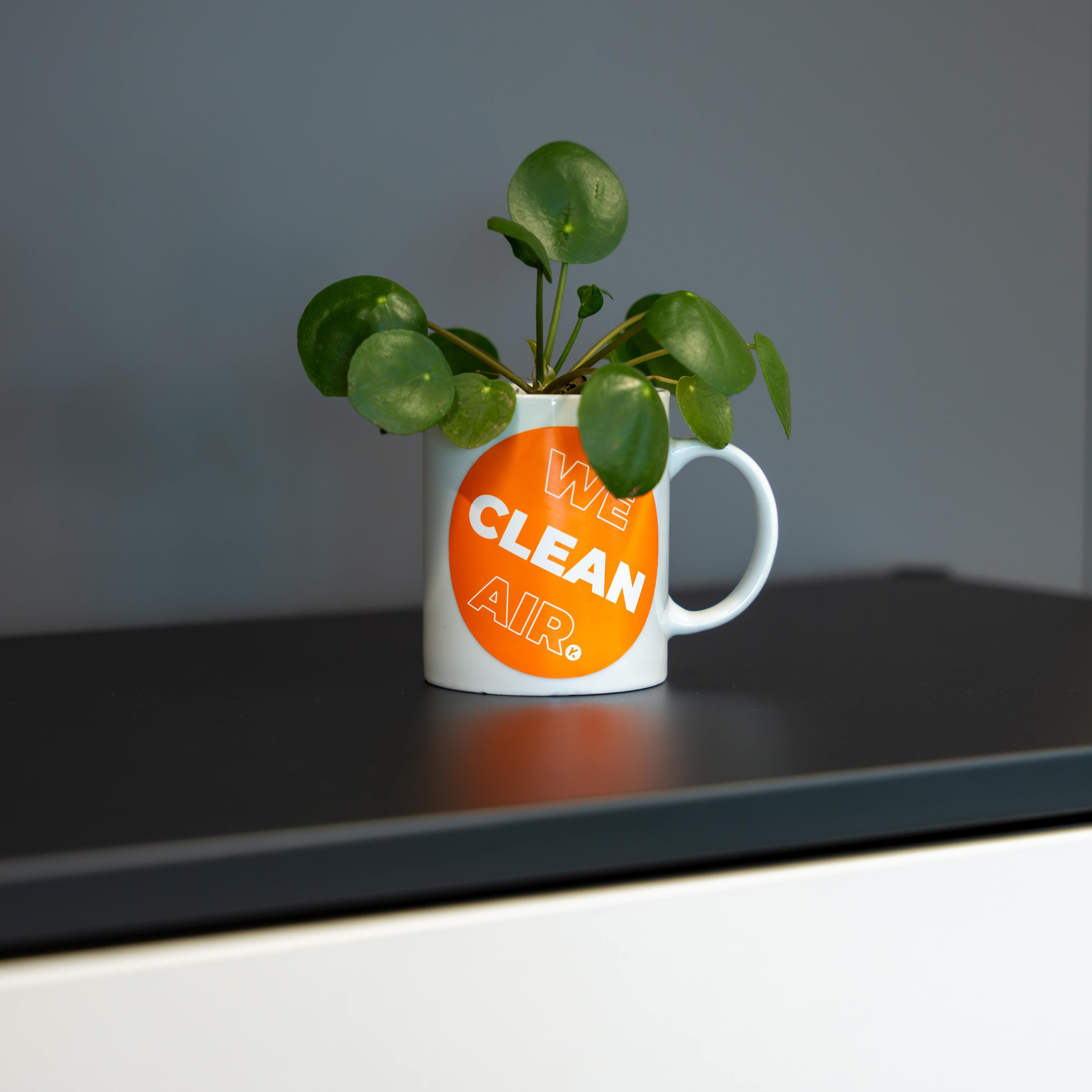 Kleine Zimmerpflanze in einer Tasse mit dem KEMPER Slogan „We Clean Air“